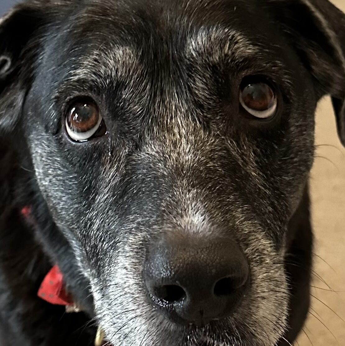 Witzen Family Social Network