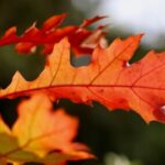 Group logo of Nature Lovers